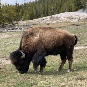 Meet your Posher, Amalie